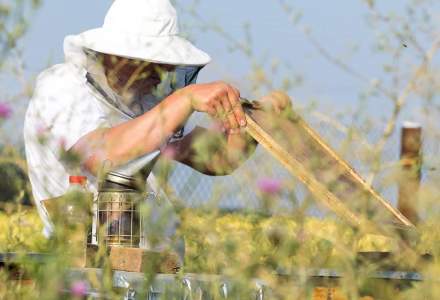 Idei de afaceri mici si profitabile: sfaturi de la un antreprenor apicultor cu experienta