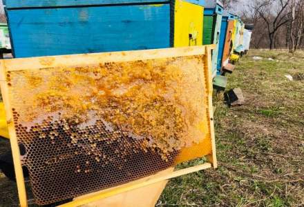 Bee Farming, inginerul-antreprenor si afacerea cu albine care vinde in online