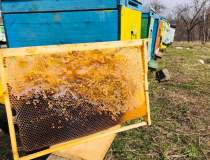 Bee Farming,...