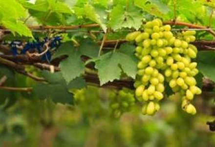 6 destinatii turistice DIN ROMANIA pentru iubitorii de vin