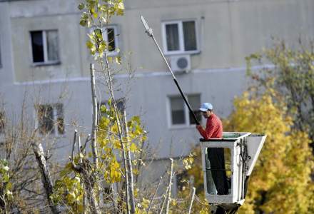 Toaletarea arborilor, o afacere de zeci de milioane lei: cat platesc primariile din Bucuresti si cine a luat contractele