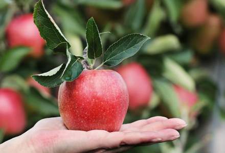 Cum "arata" productia de fructe a Romaniei: suprafete cultivate in scadere, "inflorim" doar cu prune si mere