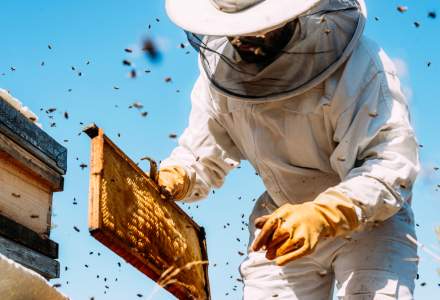 Romanul care ajuta apicultorii din intreaga lume: Suntem prima linie de aparare a albinelor