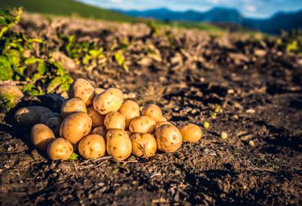 Cartofii au revolutionat agricultura si economia