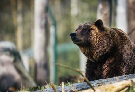 Senat: Ursul a fost inclus, pentru 5 ani, pe lista animalelor ce pot fi vanate in anumite conditii