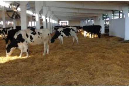 Inedit: Un administrator judiciar a scos un sfert de mil. euro din buzunar pentru a hrani vacile Tnuva