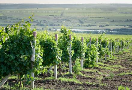 Regiuni viticole mai putin cunoscute unde poti face degustari de vin: TOP 5 destinatii in care sa mergi toamna asta