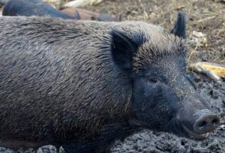 Numarul de focare de pesta porcina se apropie de 1.000 de cazuri in 291 de localitati