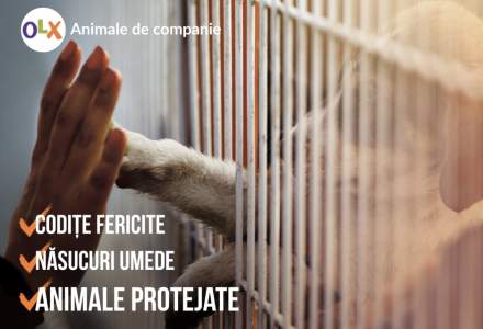 Prima platforma online unde se pot comercializa legal animalele de companie
