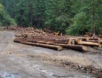 Fordaq: Industria lemnului si...