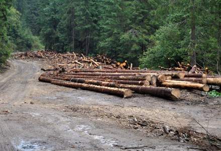 Fordaq: Industria lemnului si industria mobilei sunt intr-o stare de criza