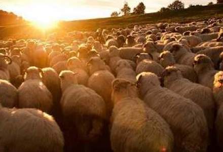Sase ciobani cu 300 de oi refac drumul vechi al transhumantei prin Carpati, pana in Cehia