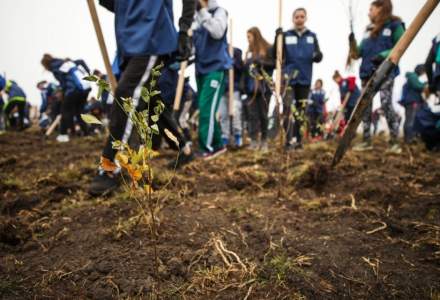 Campanie inedita a unei facultati din Cluj: Iei 10 la sesiune, planteaza un copac