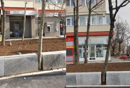 FOTO Arbori betonați sau prinși între borduri pe Șoseaua Giurgiului în cadrul lucrărilor de modernizare ale Primăriei Sectorului 4