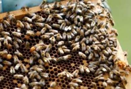 Disparitia albinelor va genera o criza uriasa: pagube de MILIARDE de dolari