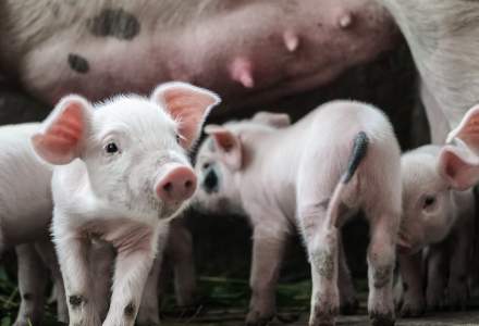 Românii au plătit cu 20% mai mult pentru carnea de porc, din cauza pestei pornice