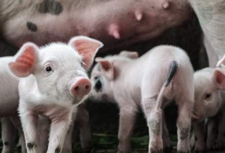 Secretar de stat: Pesta porcină, mai periculoasă decât coronavirus pentru români
