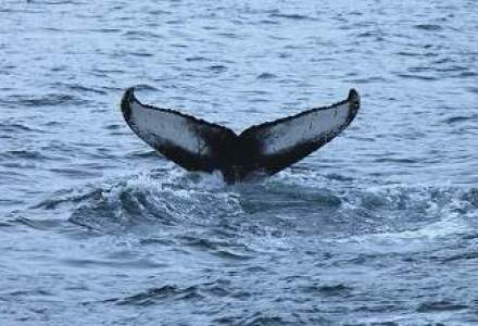 Dupa ce a pierdut 6 mld. $, "Balena londoneza" ar putea scapa de inchisoare