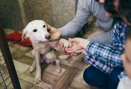 Coronavirus: Australienii adoptă animale de companie pentru a combate singurătatea izolării la domiciliu