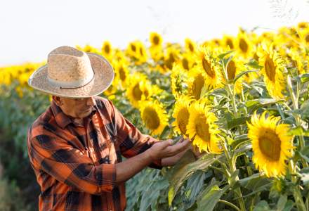 Care sunt cele mai frecvente boli care pot afecta cultura de floarea-soarelui și cum le combați
