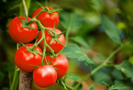 Patria Credit IFN anunță măsuri de sprijin pentru micii producători și lansează creditul punte Tomatina