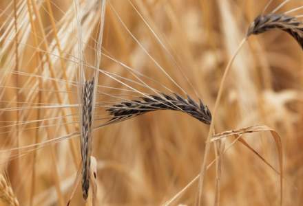 Ministerul Agriculturii: toți agricultorii afectați de secetă vor primi despăgubiri