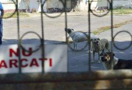 Oprescu vrea referendum privind eutanasierea cainilor vagabonzi