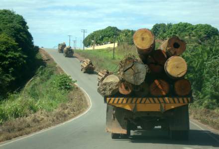 Statul a implementat un sistem care va monitoriza pădurile și va elimina escalele ilegale realizate cu același aviz