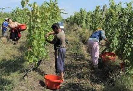 Record pe piata vinului: Romania va avea anul acesta cea mai mare productie de struguri din ultimii 3 ani