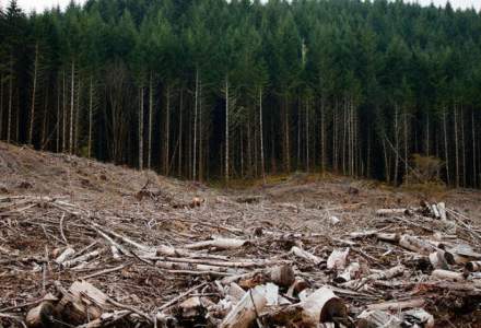 ASFOR: Digitalizarea sectorului forestier va asigura transparenţa licitaţiilor; primele proceduri online, la Suceava