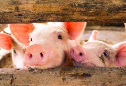 Ministerul Agriculturii: România asigură doar 30% din consumul cărnii de porc din producție internă. Vrem relansarea creșterii porcului