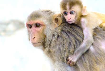 Universitatea Oxford, paşi repezi spre un vaccin anti-COVID. Testele pe maimuţe şi-au arătat eficienţa