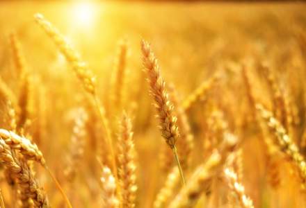 Departamentul american al Agriculturii: Producția de cereale a României va scădea cu până la 2,6% în sezonul 2020-2021