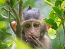 India: Maimuțele au atacat un...