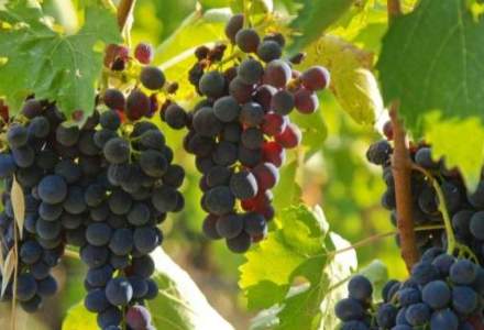 Oroș: Solicităm Comisiei Europene banii neaccesați de sectorul vitivinicol ca ajutor pentru viticultorii afectați de coronavirus