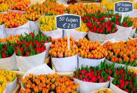Exporturile de flori din Olanda se prăbuşesc, din cauza crizei Covid-19