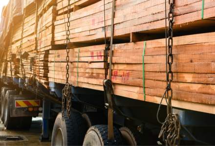 Piața lemnului din România: Parlamentul acuzat că va favoriza marile companii