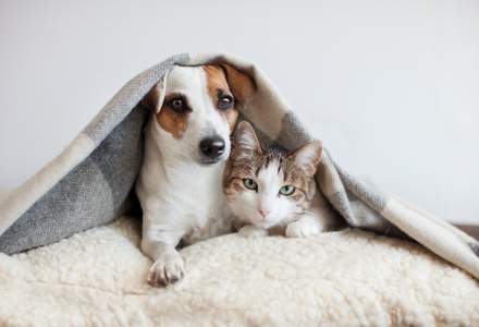 Studiu: COVID-19 se poate transmite de la oameni la câini și pisici