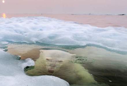 National Geographic: Fotografia anului 2013 este cea a unui urs polar