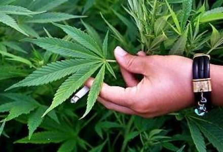 Colorado, primul "Amsterdam american": cannabisul va fi legal de la 1 ianuarie