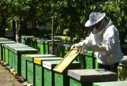 Europa risca o catastrofa alimentara: numarul albinelor a scazut dramatic