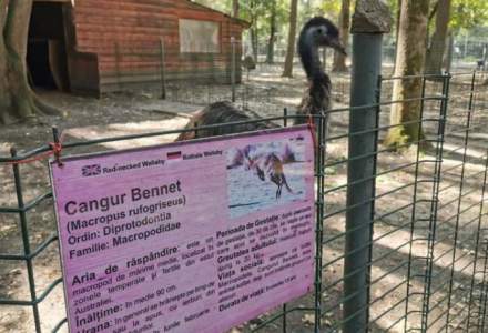 Trei câini au intrat la Zoo Timișoara și au ucis toți cangurii