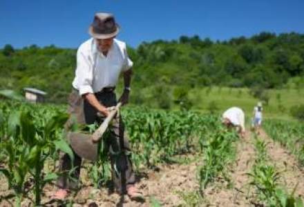 Securitatea alimentara, in fata unei noi amenintari: agricultura cu fermieri de peste 60 de ani?