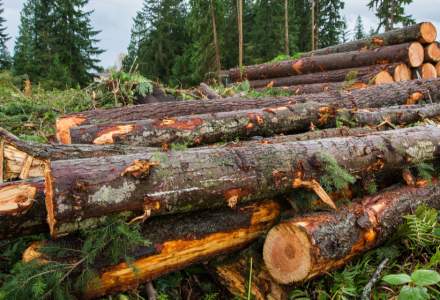 Datele arată că s-a tăiat mai puțin lemn decât în anii trecuți