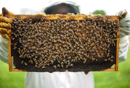 Ce fac apicultorii români când ajutorul de stat valorează cât un borcan de miere