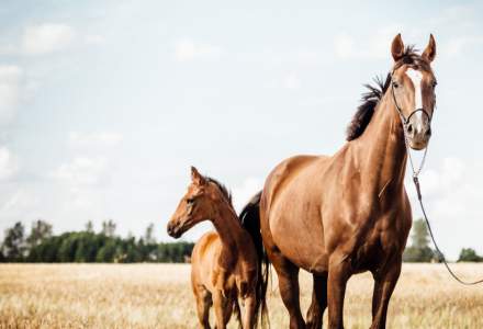 Costa Rica: plasma recoltată de la cai este testată ca tratement împotriva COVID-19
