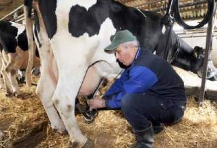 Chinezii negociaza cumpararea mai multor ferme de vaci din Romania
