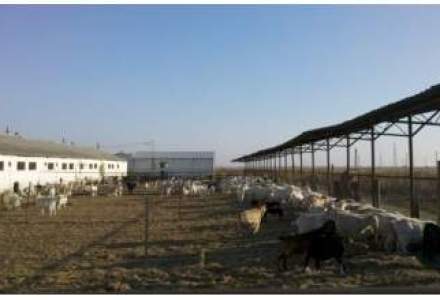 Un fermier din Giurgiu pune pe lista o investitie de 1,5 mil. euro intr-o ferma de 500 de capre