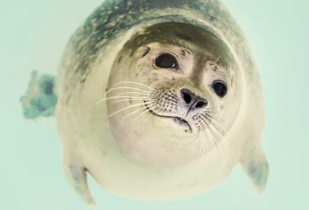 O nouă specie de focă schimbă ce știam despre aceste animale