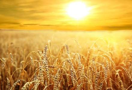 Productia de cereale pentru boabe a crescut cu 64%